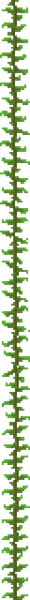 Fichier:Kelp plant.png